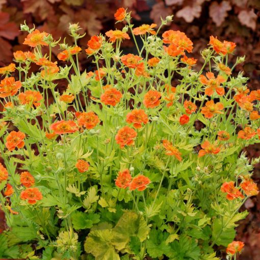 Geum 'Sunkissed Lime'