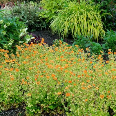 Geum 'Sunkissed Lime'