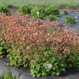 Geum TEMPO™ 'Orange'