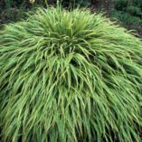 Hakonechloa 'Albo-striata'