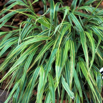 Hakonechloa 'Albo-striata'