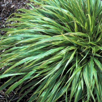 Hakonechloa 'Albo-striata'