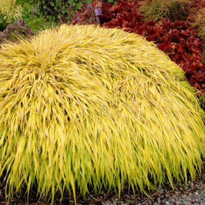 Hakonechloa 'All Gold'