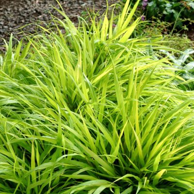 Hakonechloa 'All Gold'