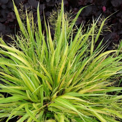 Hakonechloa 'Stripe it Rich'