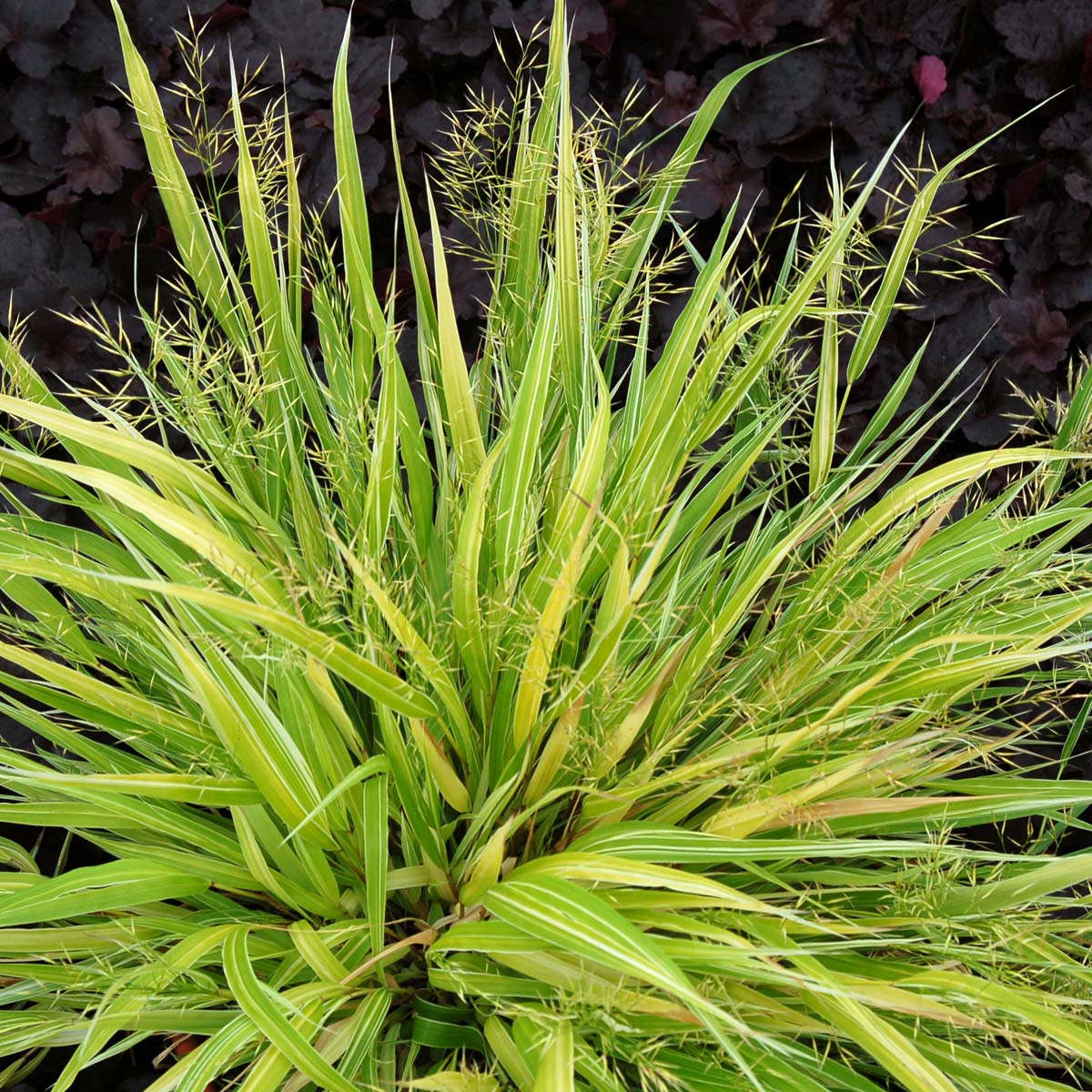 Hakonechloa 'Stripe It Rich'