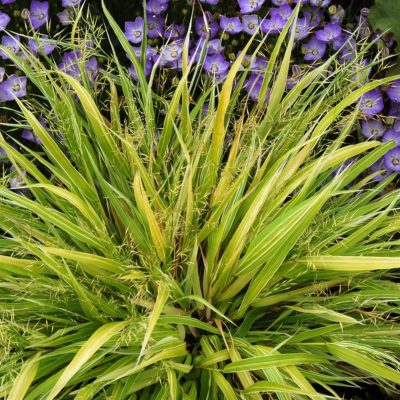 Hakonechloa 'Stripe it Rich'