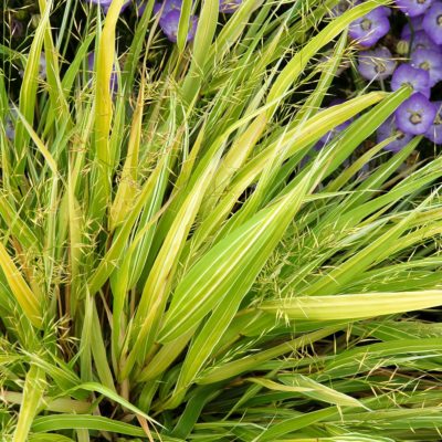 Hakonechloa 'Stripe it Rich'