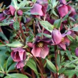 Helleborus 'Dark Shadows'