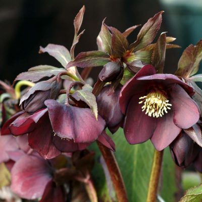 Helleborus 'Dark Shadows'