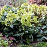 Helleborus 'Honeyhill Joy'