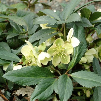 Helleborus 'Honeyhill Joy'