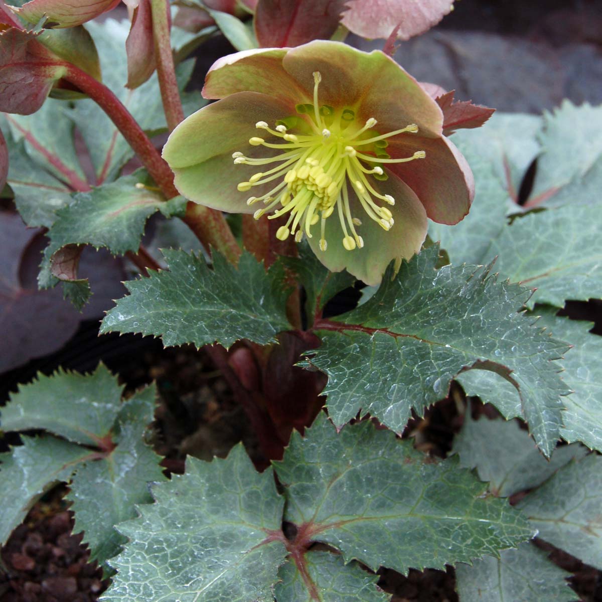 Helleborus 'Hot Flash'