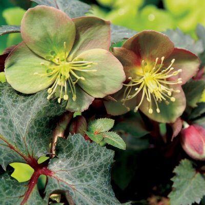 Helleborus 'Hot Flash'