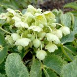 Helleborus 'Janet Starnes'