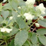 Helleborus 'Janet Starnes'