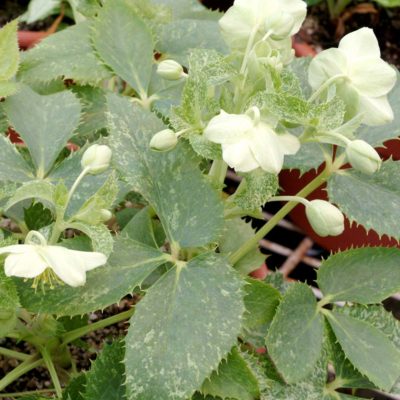 Helleborus 'Janet Starnes'