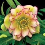 Helleborus WINTER JEWELS™ 'Amber Gem'