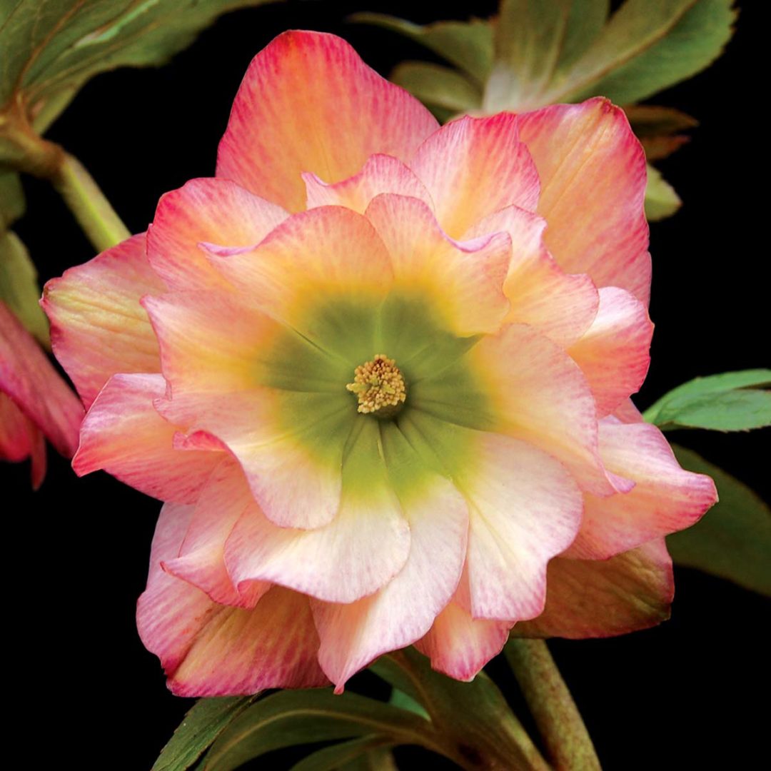 Helleborus WINTER JEWELS™ ‘Amber Gem’ TERRA NOVA® Nurseries, Inc.