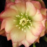 Helleborus WINTER JEWELS™ 'Amber Gem'