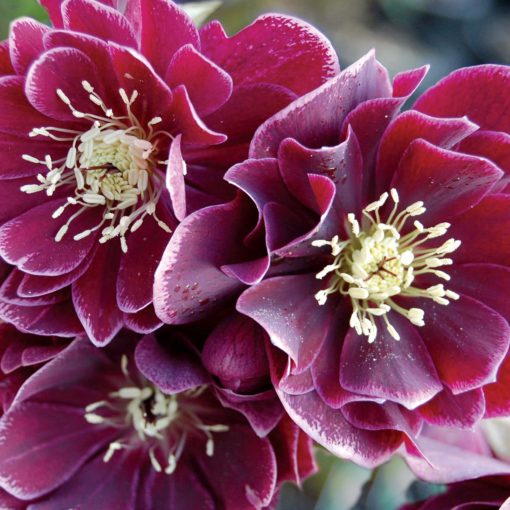 Helleborus WINTER JEWELS™ 'Amethyst Gem'