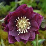 Helleborus WINTER JEWELS™ 'Amethyst Gem'