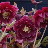 Helleborus WINTER JEWELS™ 'Amethyst Gem'