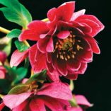 Helleborus WINTER JEWELS™ 'Amethyst Gem'