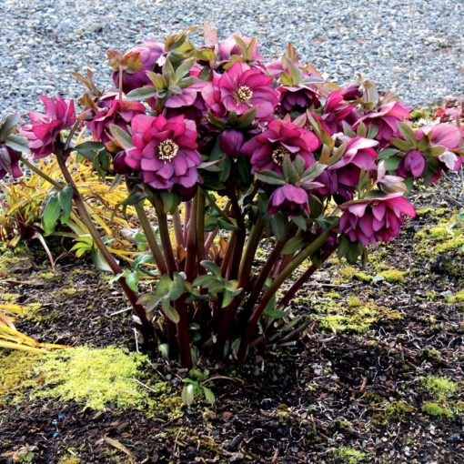 Helleborus WINTER JEWELS™ 'Berry Swirl'