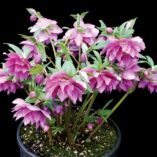 Helleborus WINTER JEWELS™ 'Berry Swirl'