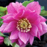 Helleborus WINTER JEWELS™ 'Berry Swirl'