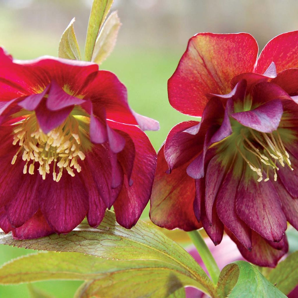 Helleborus WINTER JEWELS™ ‘Berry Swirl’ TERRA NOVA® Nurseries, Inc.