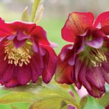 Helleborus WINTER JEWELS™ 'Berry Swirl'