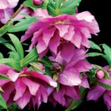 Helleborus WINTER JEWELS™ 'Berry Swirl'