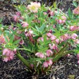 Helleborus WINTER JEWELS™ 'Cotton Candy'