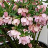 Helleborus WINTER JEWELS™ 'Cotton Candy'