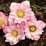 Helleborus WINTER JEWELS™ 'Cotton Candy'