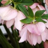 Helleborus WINTER JEWELS™ 'Cotton Candy'