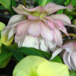 Helleborus WINTER JEWELS™ 'Cotton Candy'