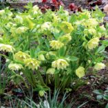 Helleborus WINTER JEWELS™ 'Golden Lotus'