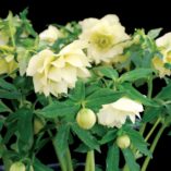 Helleborus WINTER JEWELS™ 'Golden Lotus'