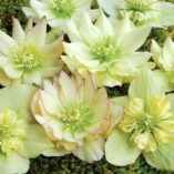 Helleborus WINTER JEWELS™ 'Golden Lotus'