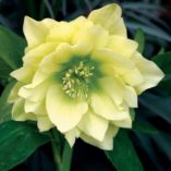 Helleborus WINTER JEWELS™ 'Golden Lotus'