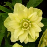 Helleborus WINTER JEWELS™ 'Golden Lotus'