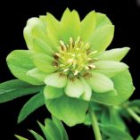 Helleborus WINTER JEWELS™ 'Jade Tiger'