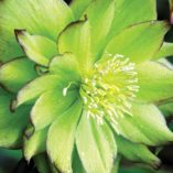 Helleborus WINTER JEWELS™ 'Jade Tiger'