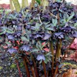 Helleborus WINTER JEWELS™ 'Onyx Odyssey'