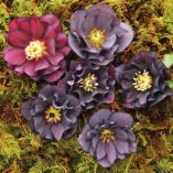 Helleborus WINTER JEWELS™ 'Onyx Odyssey'