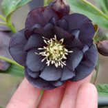 Helleborus WINTER JEWELS™ 'Onyx Odyssey'