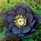 Helleborus WINTER JEWELS™ 'Onyx Odyssey'